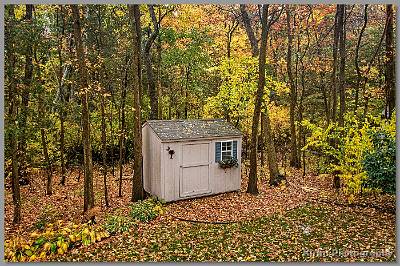 image by Kirms Photography Back Yard Leaves